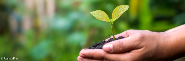 Hände halten ein Pflänzchen